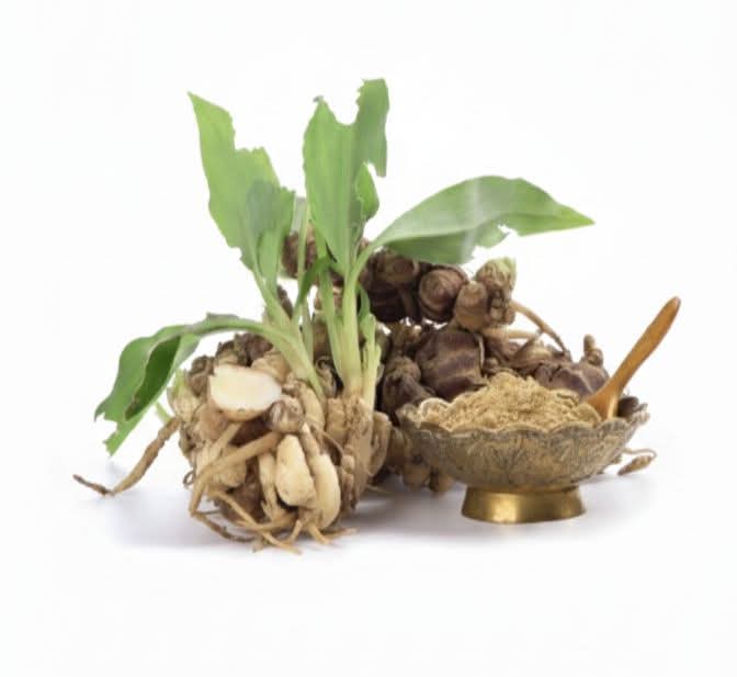 കച്ചോലം(Sand Ginger): വീട്ടുവളപ്പിൽ എളുപ്പത്തിൽ കൃഷി ചെയ്യാം