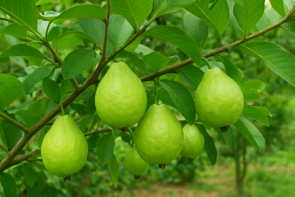 പേര അതിവേഗം കായ്ക്കാൻ