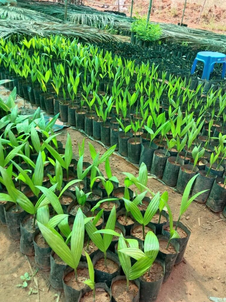 കവുങ്ങിൻ തൈകൾ (ഇന്റർ മംഗള & മോഹിത് നഗർ) വിൽപ്പനയ്ക്ക്.