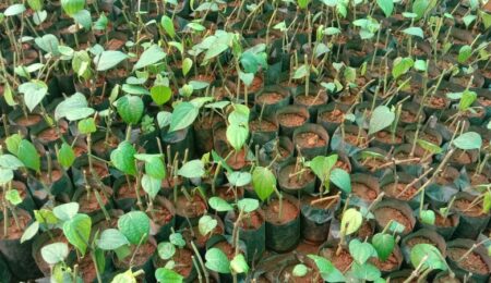 panniyoor saplings thrissur