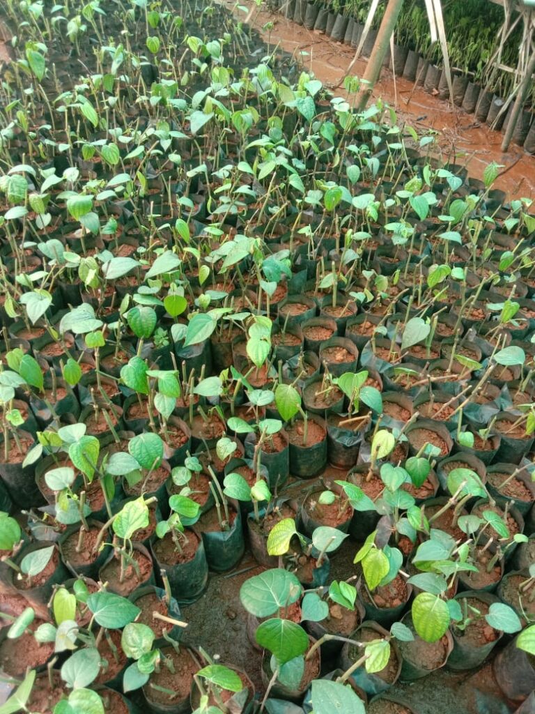 panniyoor saplings thrissur