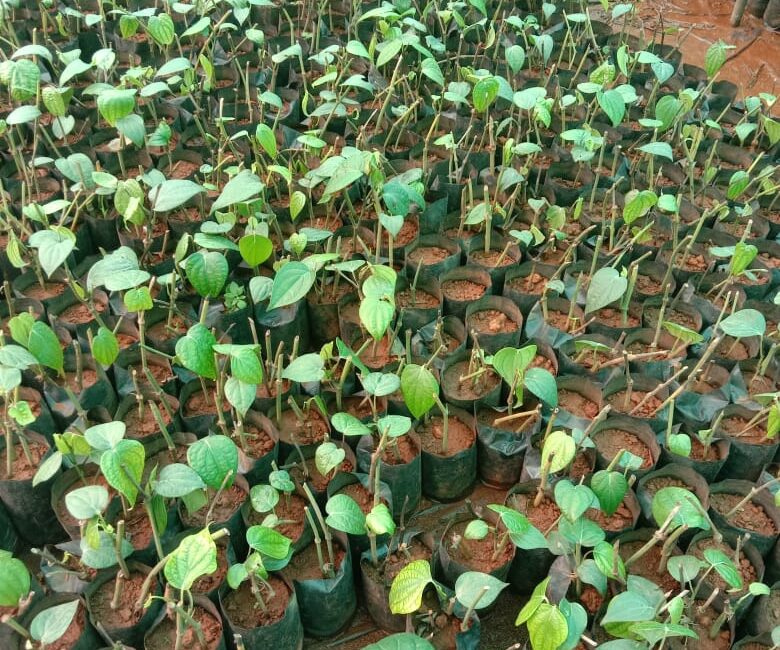 panniyoor saplings thrissur