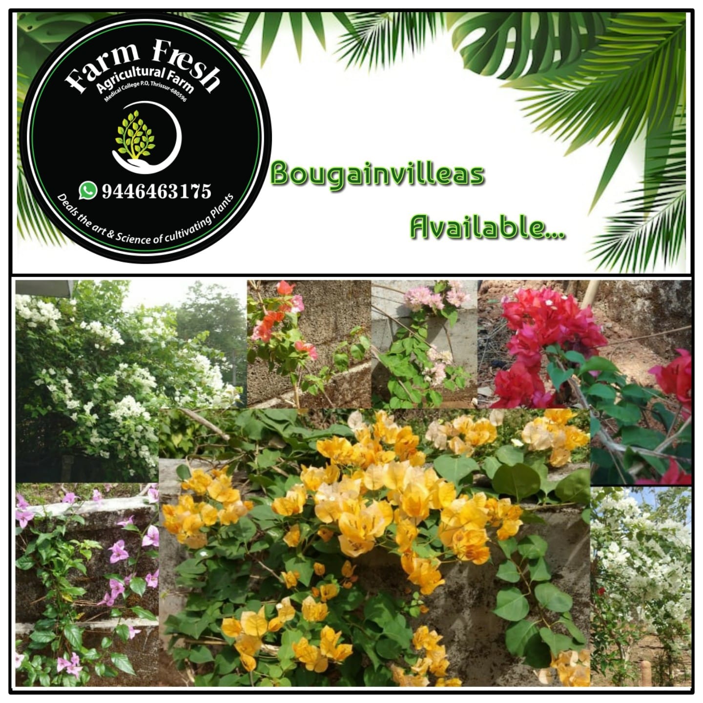 Bougainvillea (Fire opal)