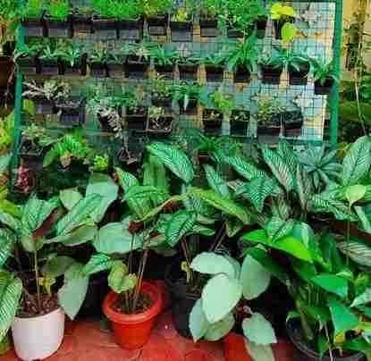 Green Dale Plants and Pots