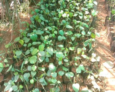 WhatsApp-Image-2026-03-17-at-11.27.42-AM