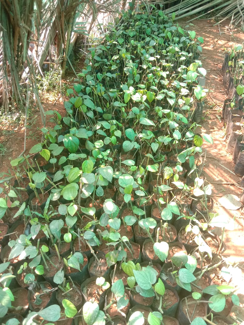 WhatsApp-Image-2026-03-17-at-11.27.42-AM