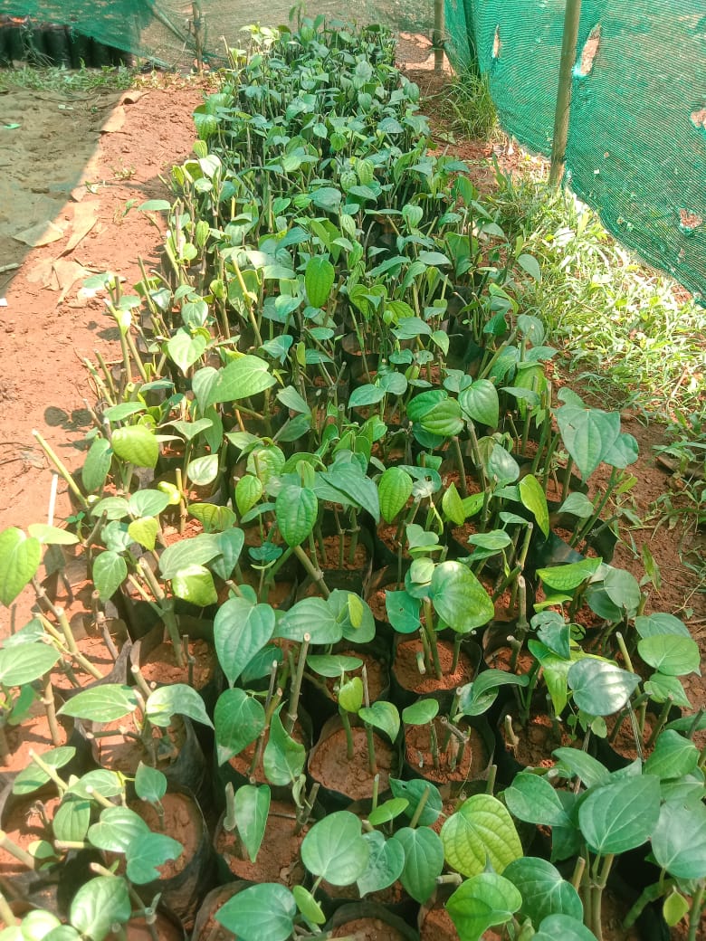 നല്ലയിനം കുരുമുളക് തൈകൾ വിൽപ്പനയ്ക്ക് — Thrissur